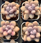 Pachyphytum oviferum succulents in multiple pots, rosette clusters of oval pale leaves