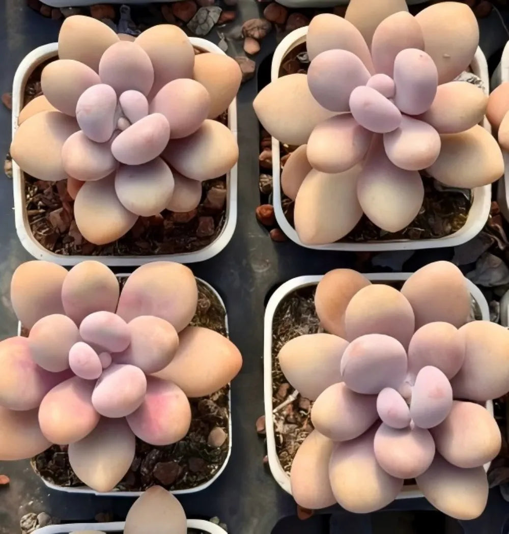 Pachyphytum Oviferum Soil Song