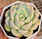 Jade butterfly succulent rosette in white hexagonal pot