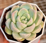 Pachyphytum Oviferum Jade Butterfly Soil Song