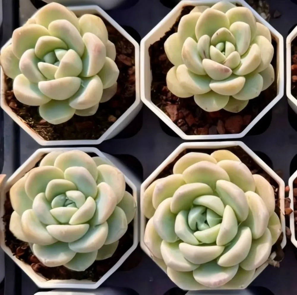 Pachyphytum Oviferum Jade Butterfly Soil Song