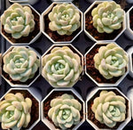 Pachyphytum Oviferum Jade Butterfly Soil Song