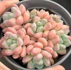 Pink and pale green Pachyveria succulent in a gray pot, clustered rosette leaves