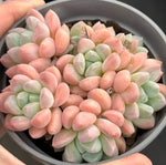 Pachyveria Red Elaine Soil Song