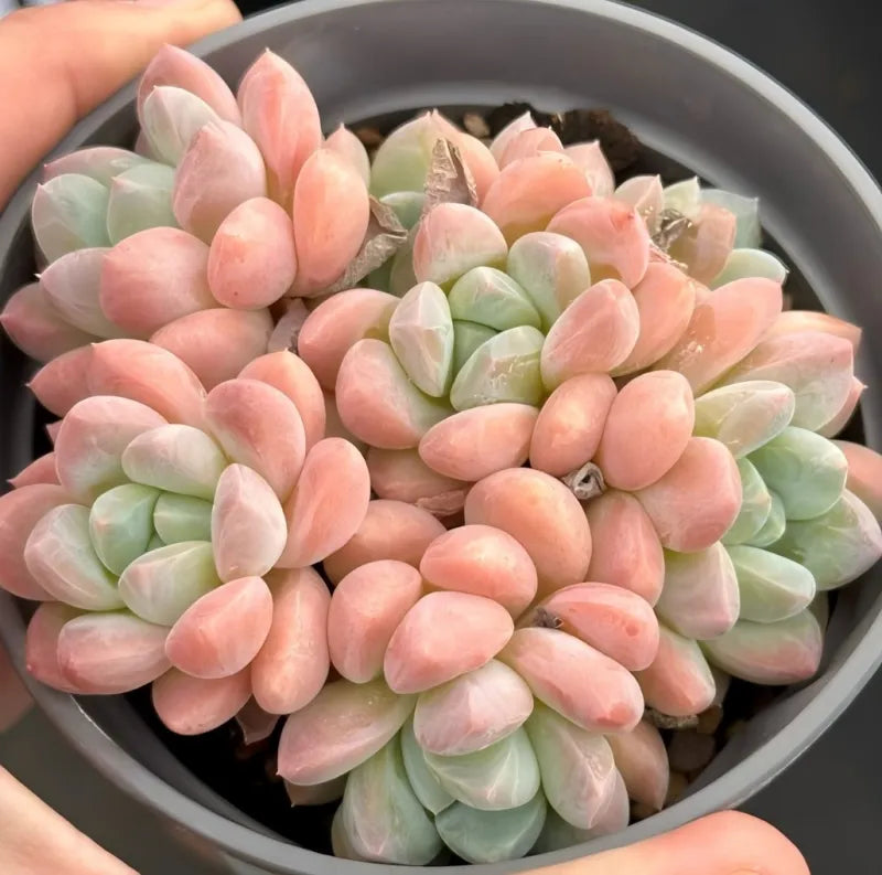 Pachyveria Red Elaine Soil Song
