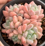 Pink and cream rosette Pachyveria succulent in a pot with visible soil
