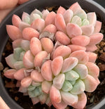 Pachyveria Red Elaine Soil Song