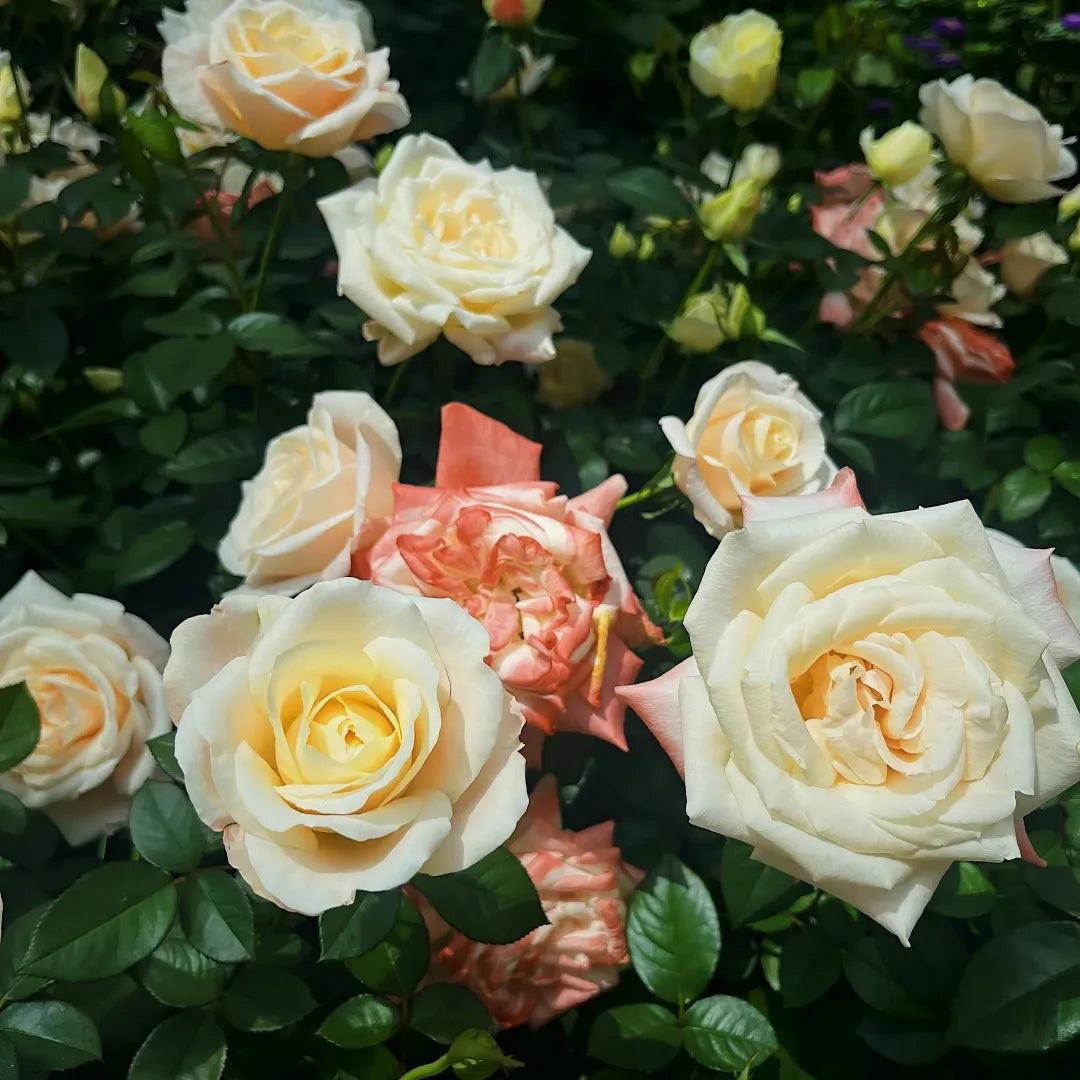 Peach Avalanche rose blooms with creamy white & peach petals among dark green leaves at Soil Song
