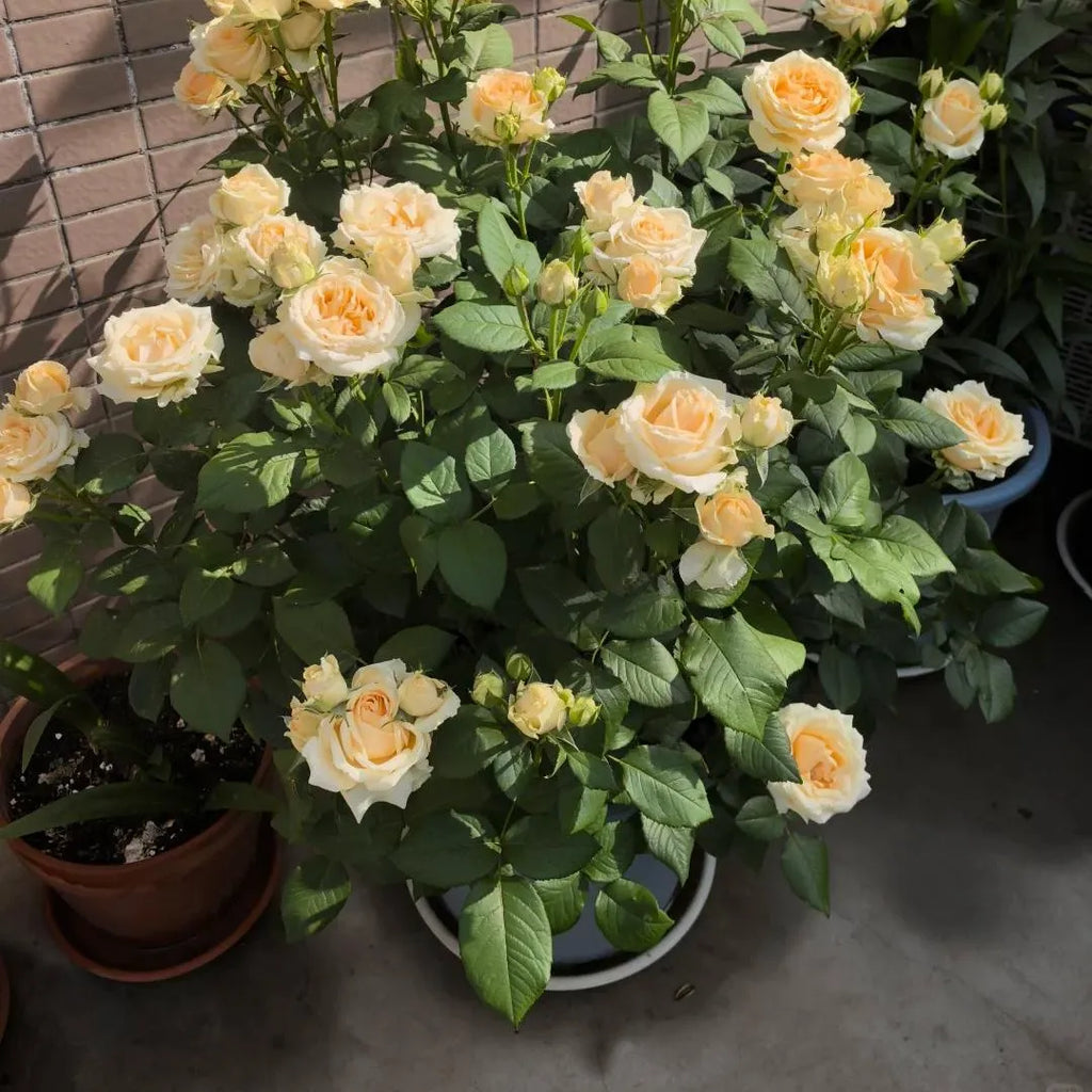 Peach Avalanche Rose Soil Song