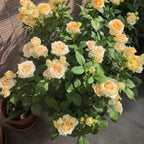 Peach Avalanche Rose Soil Song