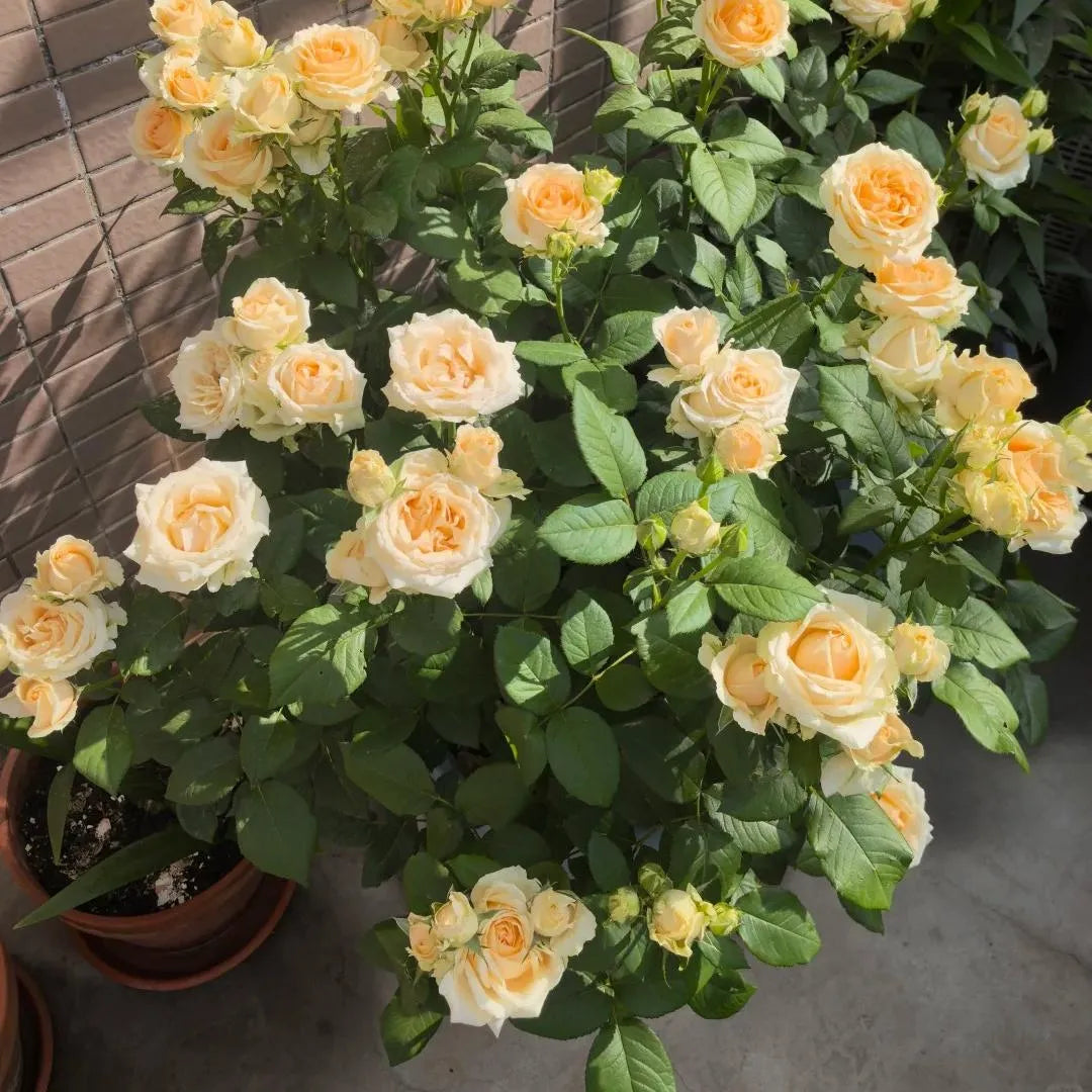 Peach Avalanche Rose