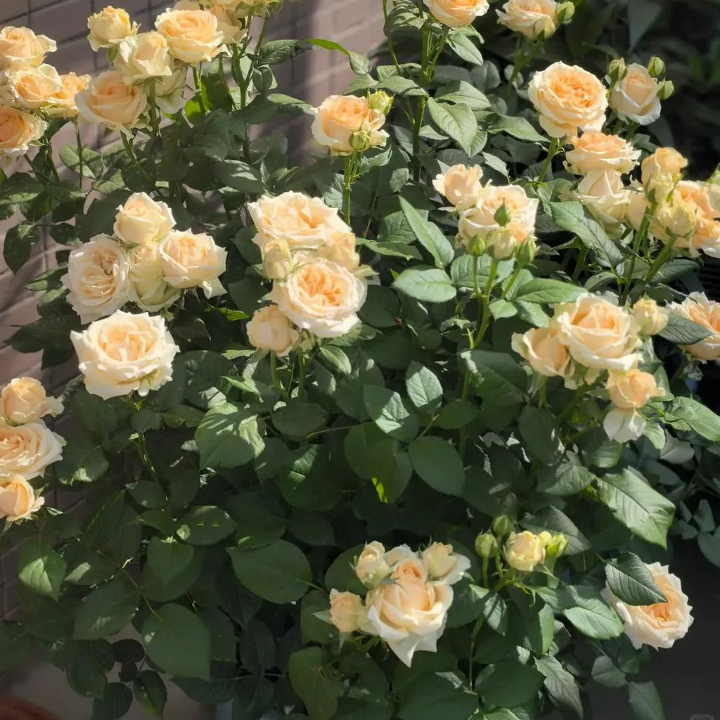 Peach Avalanche Rose Soil Song