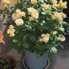 Peach Avalanche Rose Soil Song