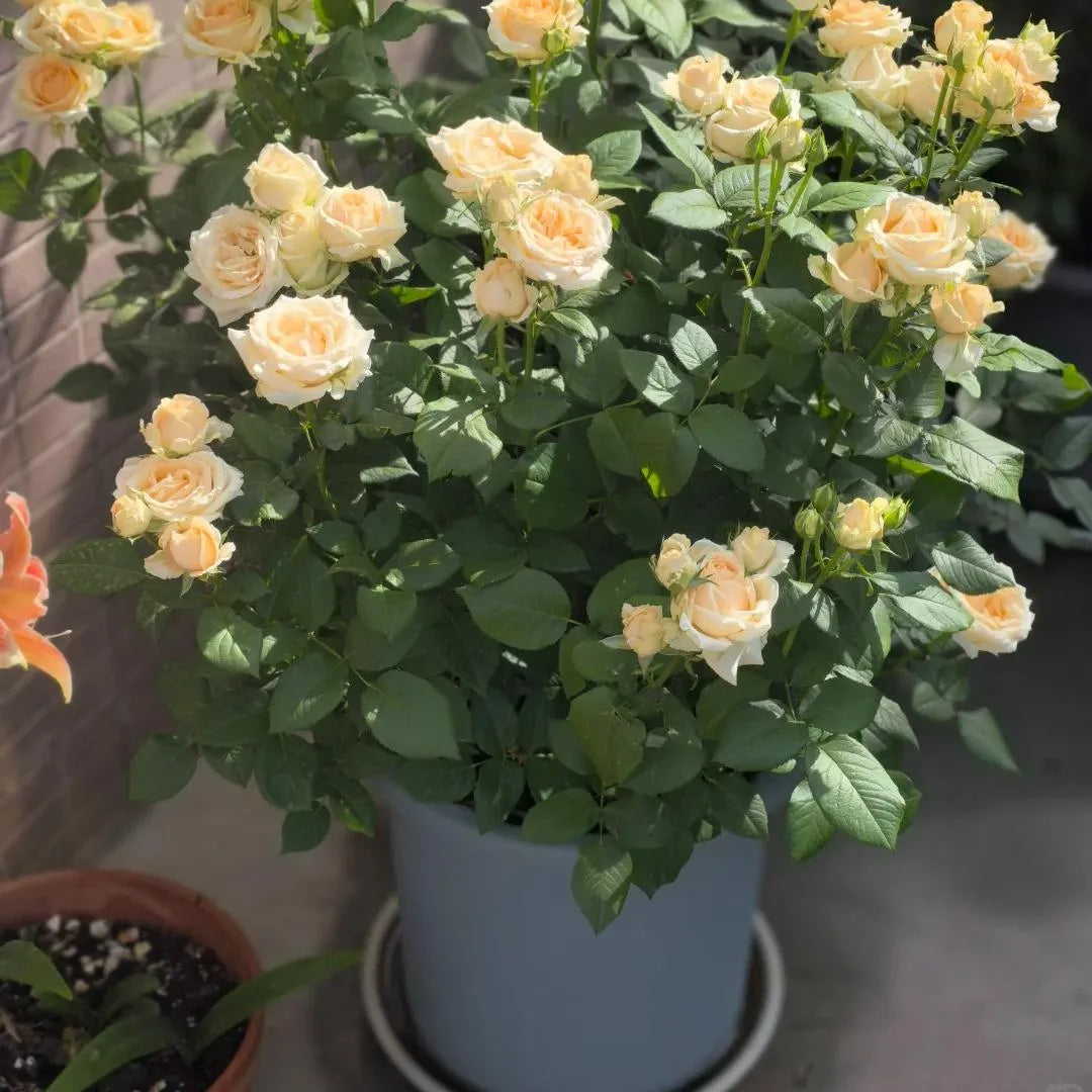Peach Avalanche Rose