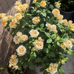 Peach Avalanche Rose Soil Song