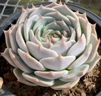 Pikachu succulent in 6.5 in pot, full rosette with rosy leaf tips