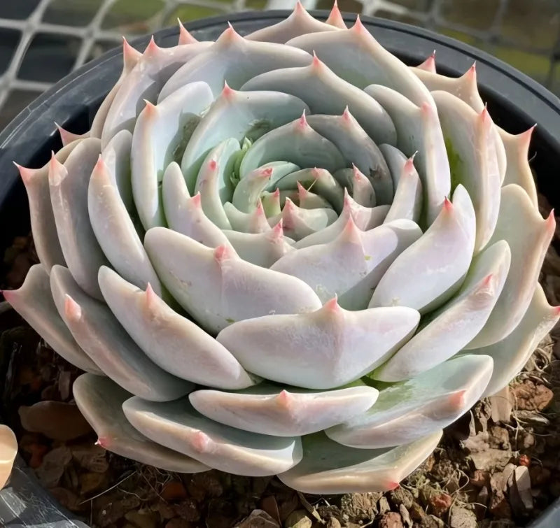 Pikachu succulent in 6.5 in pot, pale green rosette with pointed leaves