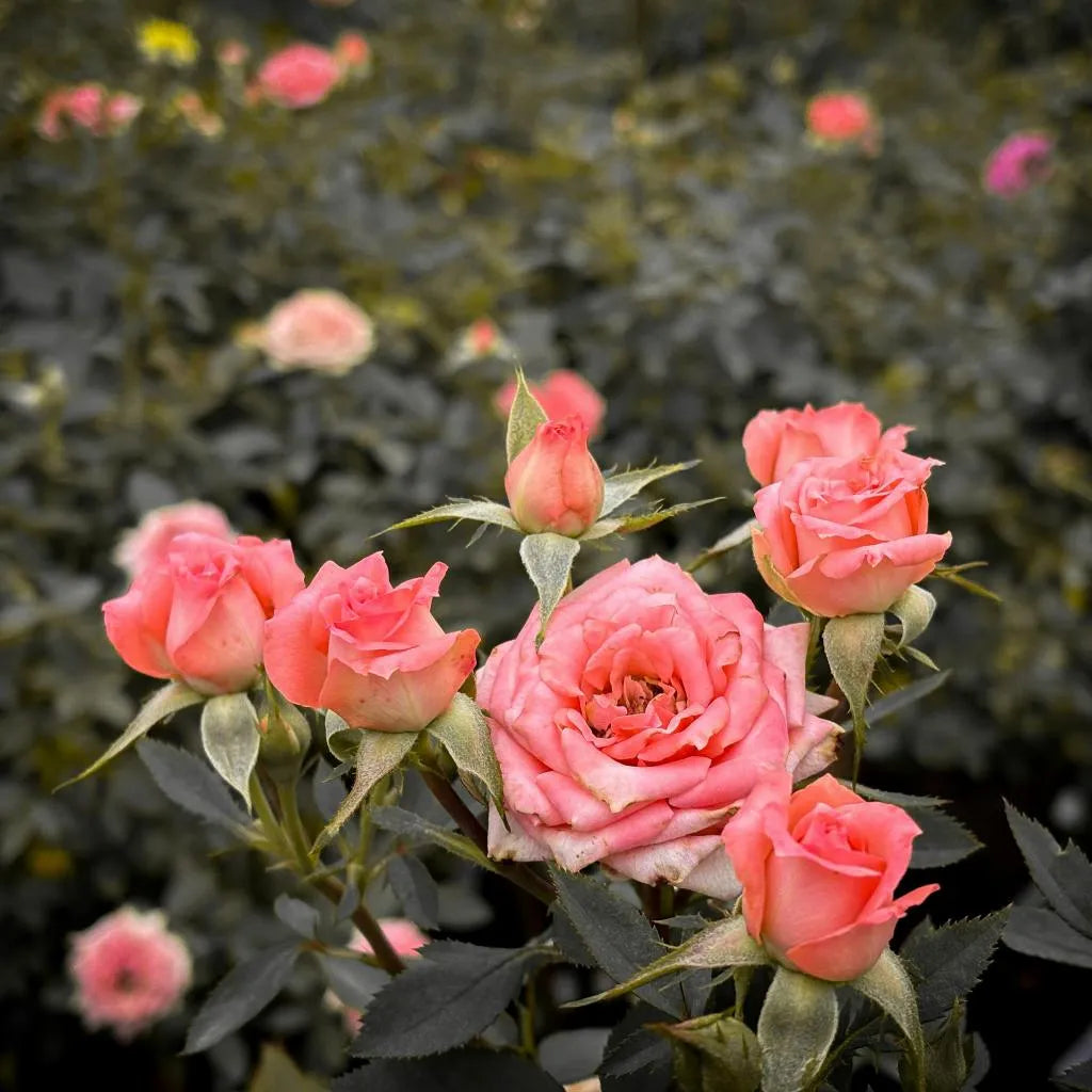 Pink Lady Rose 1-2ft sapling with blooming pink flowers at Soil Song