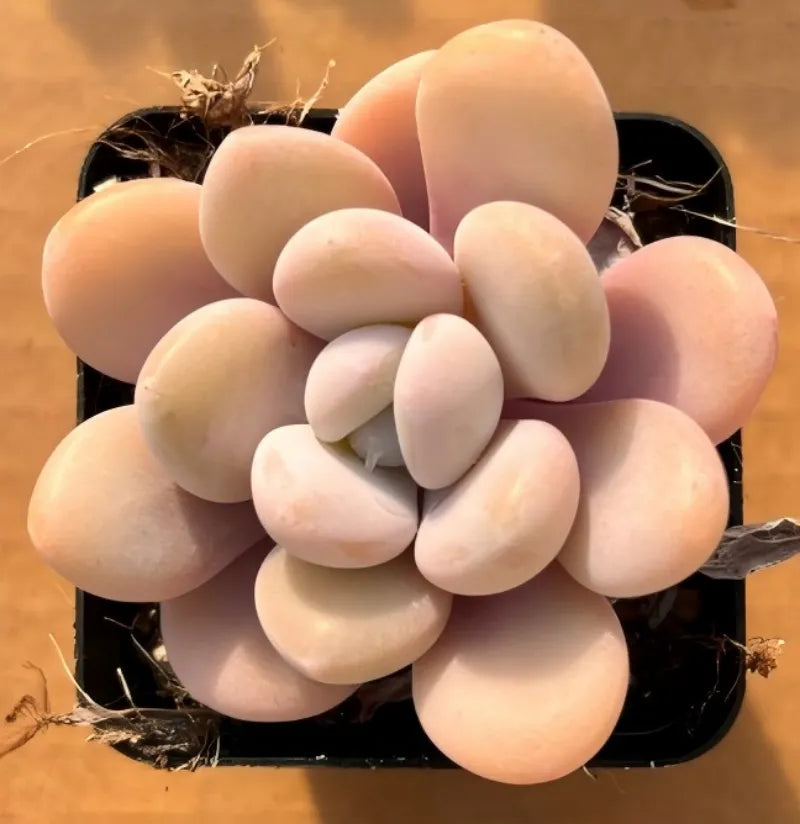 2-inch pot with pale pink oval blooms