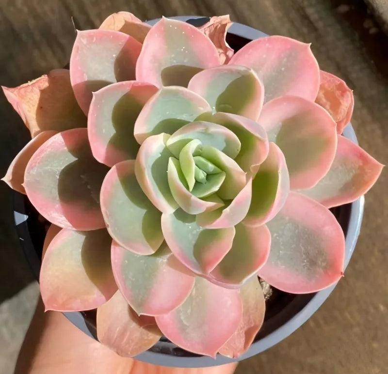 Pink variegated succulent rosette in small black pot