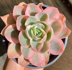 Pink variegated succulent rosette in small black pot