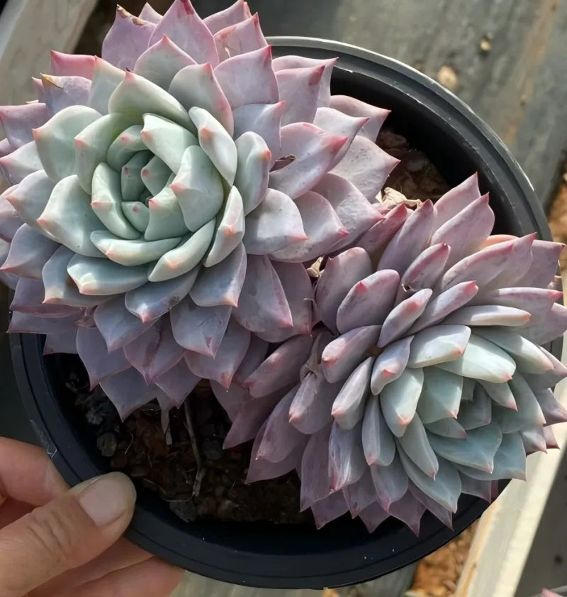 6.5 in pot with pale blue-green and pink rosette succulent, held in hand