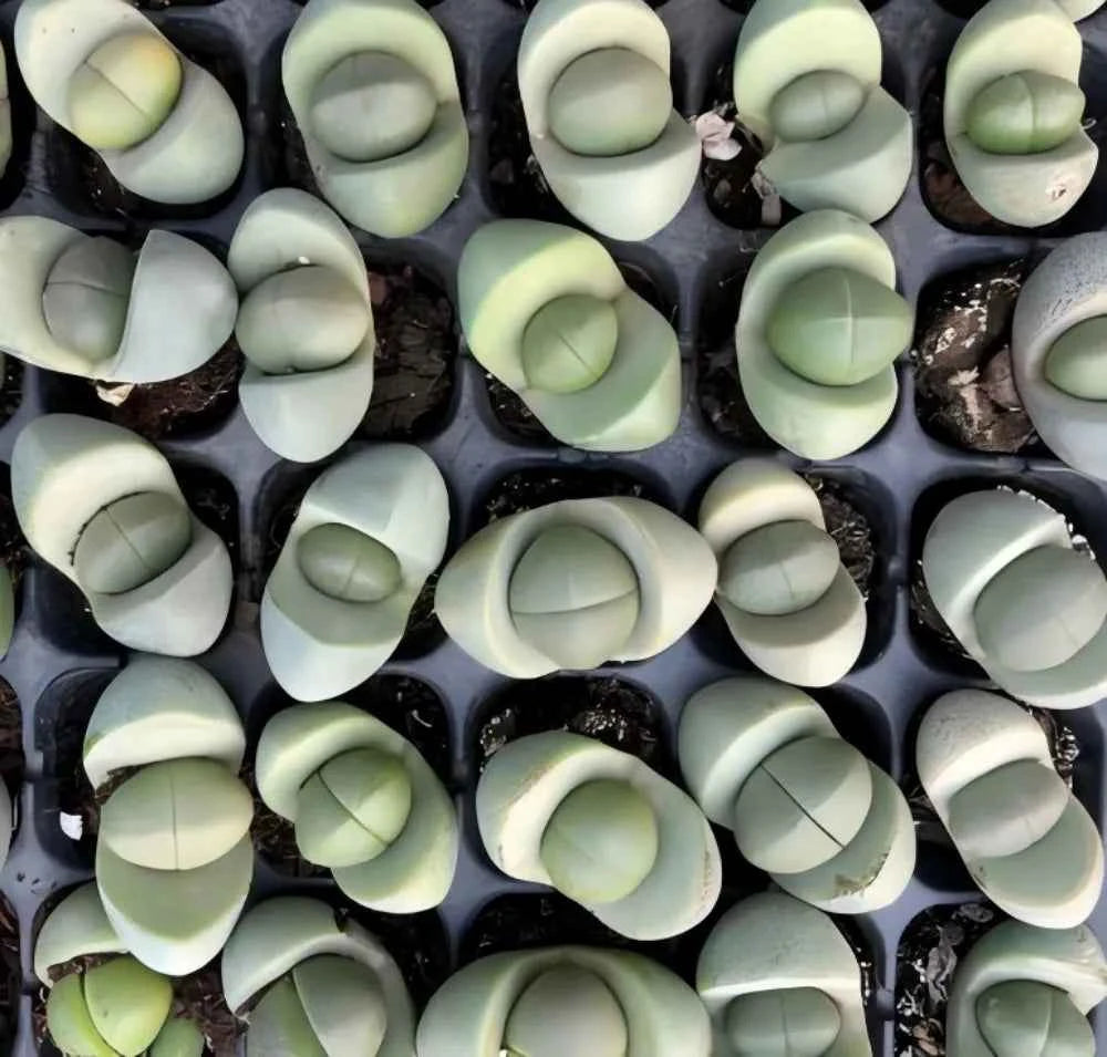 Assorted pale green and cream lithops succulents with rounded tops and central creases