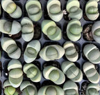 Assorted pale green and cream lithops succulents with rounded tops and central creases