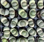Pleiospilos Nelii - Lithops Gold Ingot Soil Song