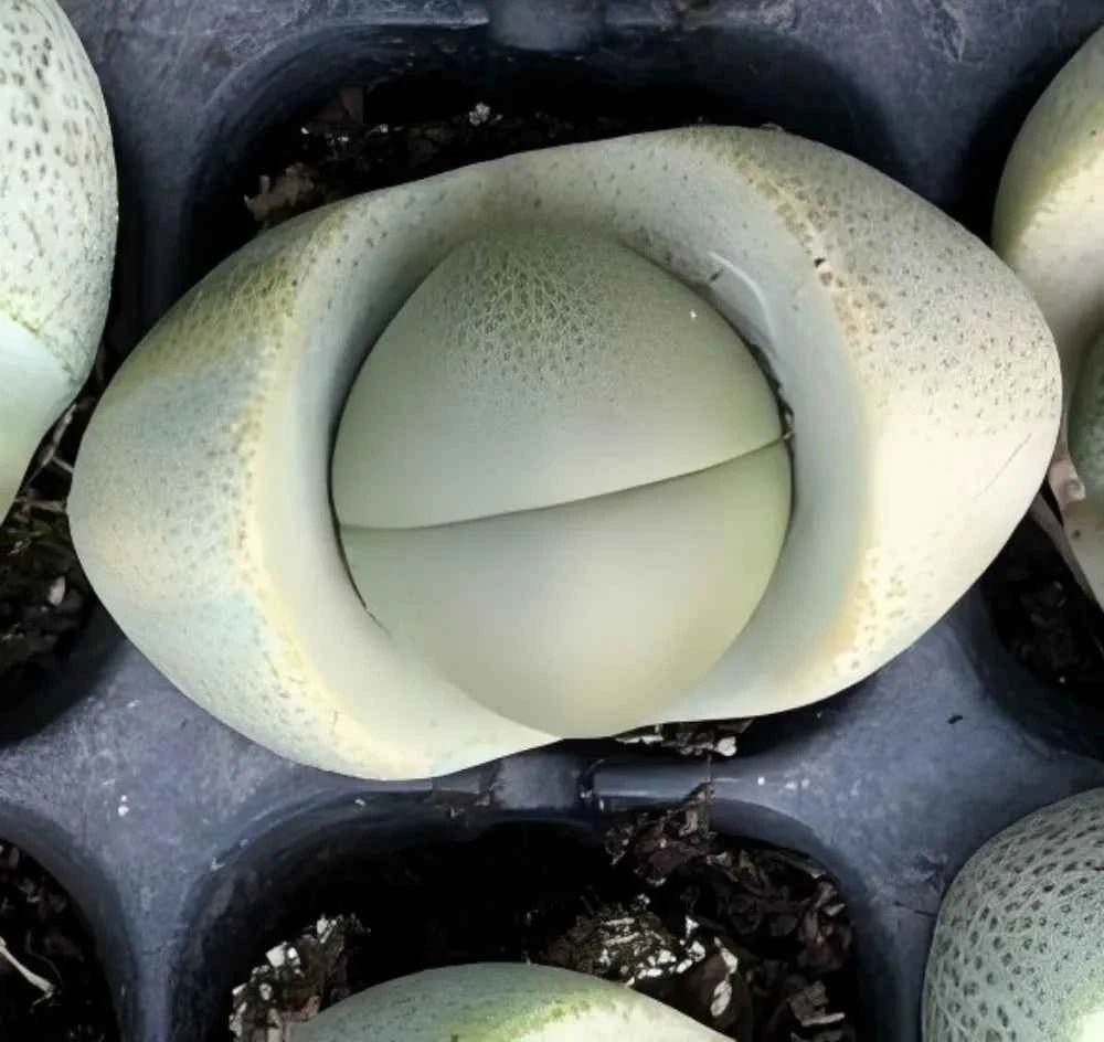 Cream and pale green lithops succulent with oval top and visible central split