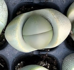 Pleiospilos Nelii - Lithops Gold Ingot Soil Song