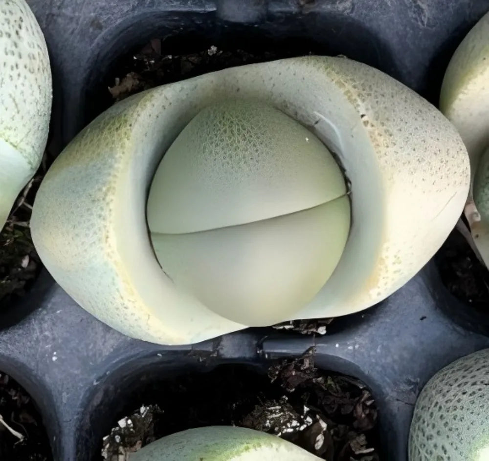 Pleiospilos Nelii - Lithops Gold Ingot Soil Song