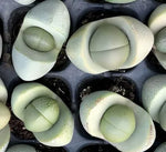 Pleiospilos Nelii - Lithops Gold Ingot Soil Song