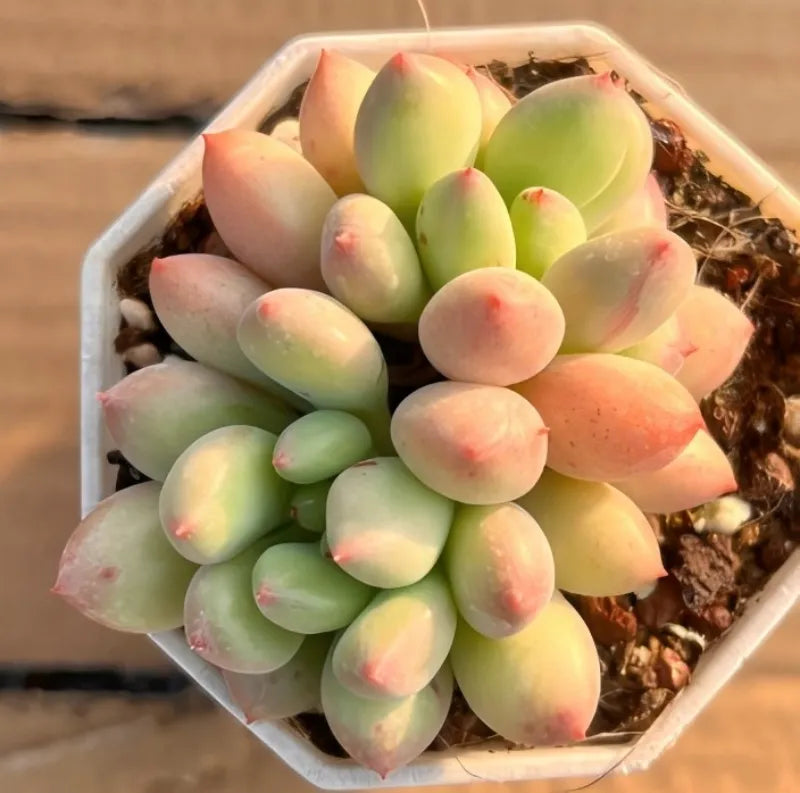 Succulent in small clear pot; pale green oval leaves cluster