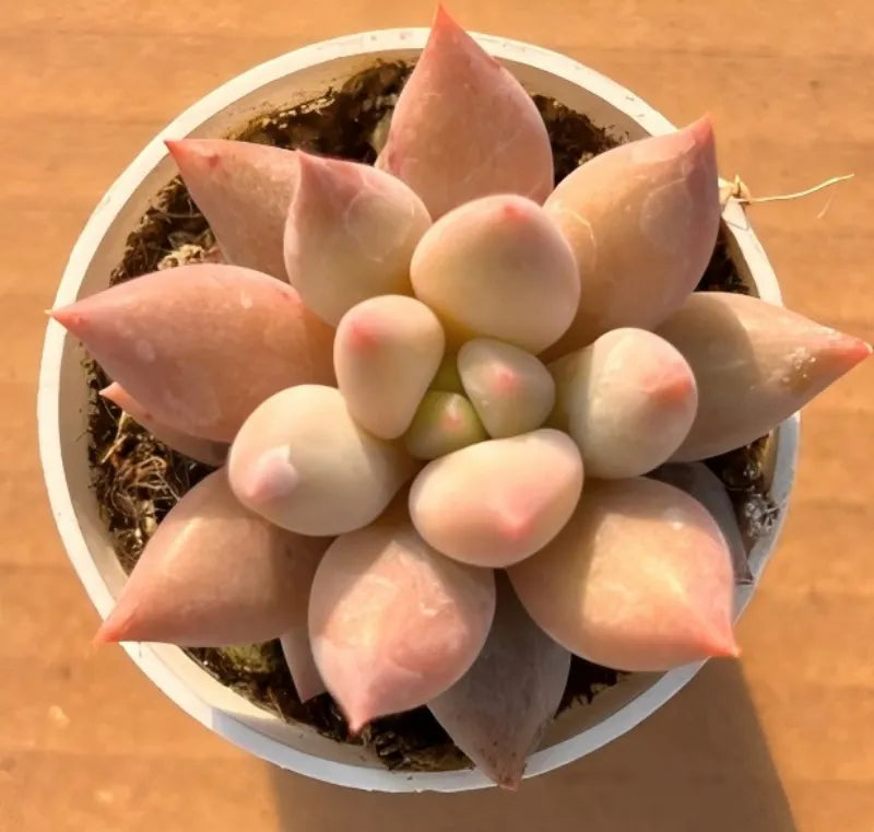 Potted succulent rosette in 2-inch pot, smooth oval leaves