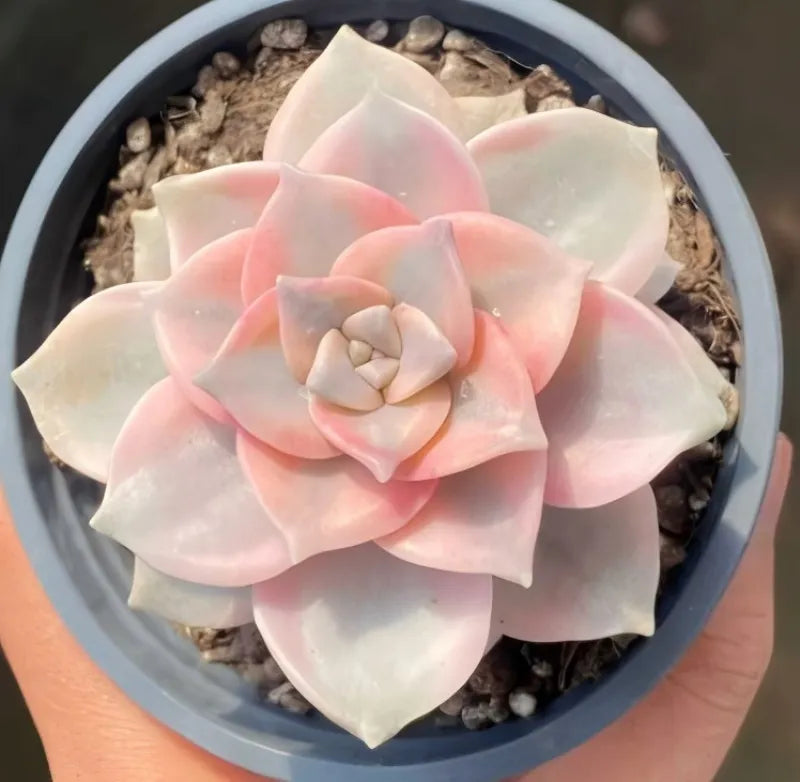 Variegated succulent with pink and cream rosette in 4-inch pot