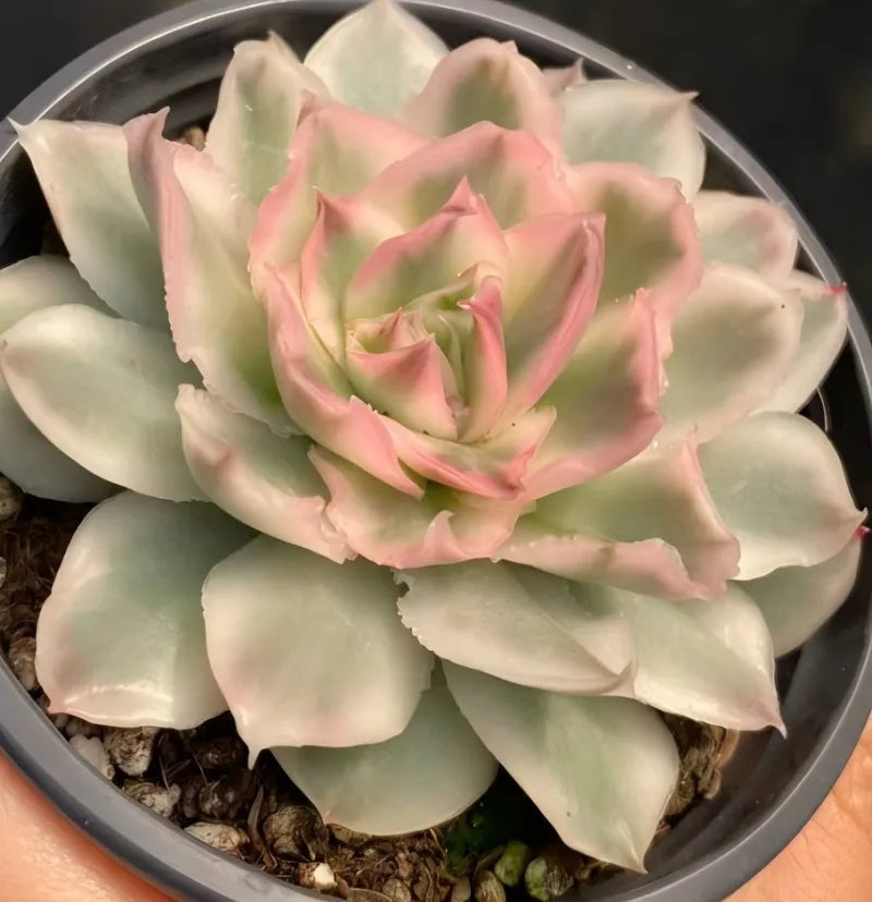 Purple butterfly variegated succulent in 4-inch pot with layered green leaves and pink tips