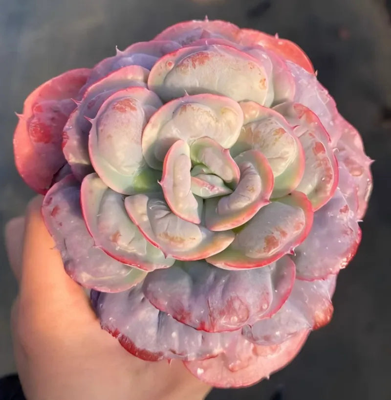 4-inch flower pot with close-up cream center and pink-edged rosette petals