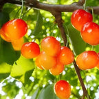 Rainier Cherry Tree