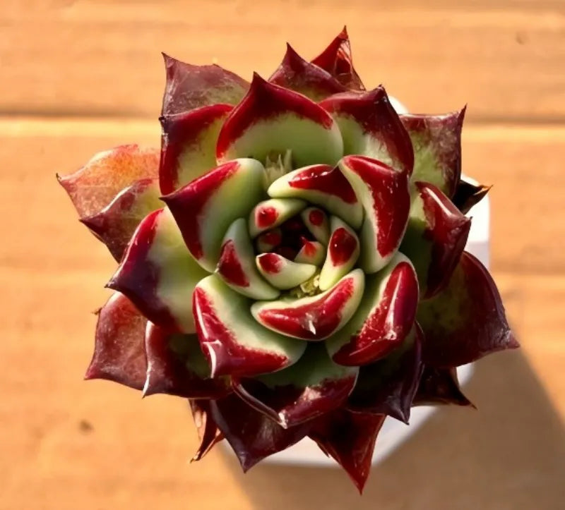 Succulent rosette with deep maroon outer leaves and light green inner spiral