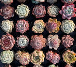 Rare Succulent Mystery Box - 2-3'' pot Soil Song