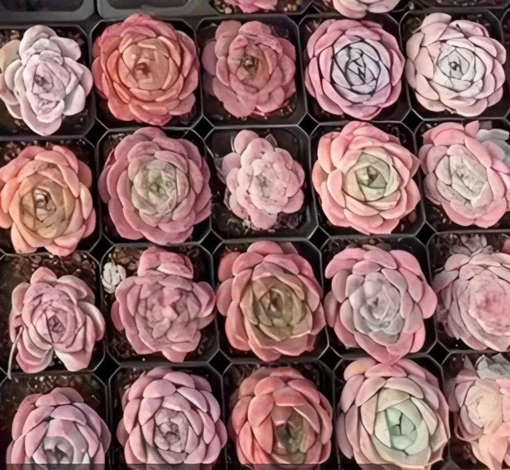 Rare Succulent Mystery Box - 2-3 pot