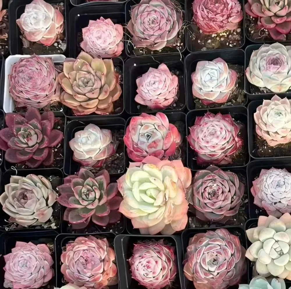 Succulent rosettes in pots, mixed pink, white, and green