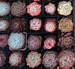 Rare Succulent Mystery Box - 2-3'' pot Soil Song