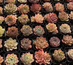 Rare Succulent Mystery Box - 2-3'' pot Soil Song