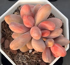 Succulent plant with pink-orange oval leaves in a white tray with soil