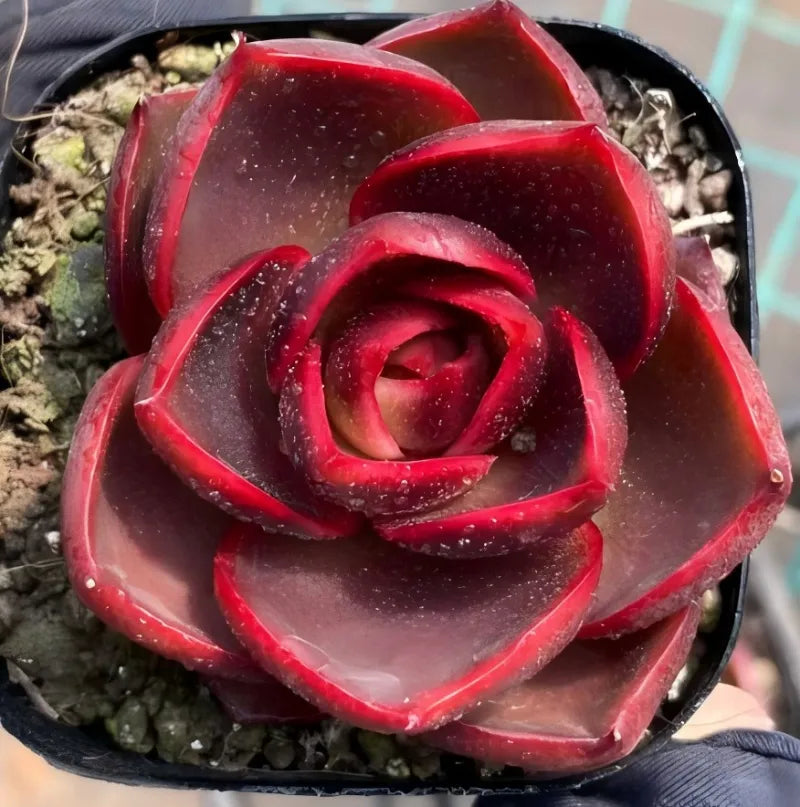 Red rose-shaped succulent in a black pot, curled inner petals close-up