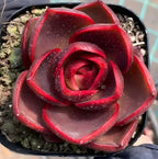 Red rose-shaped succulent in a black pot, curled inner petals close-up