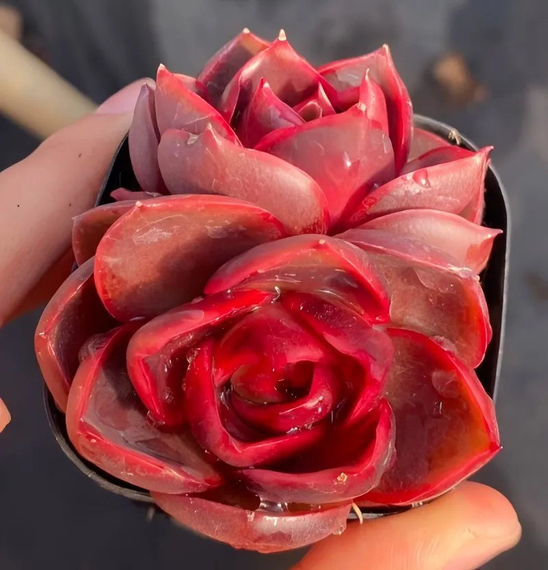 Handheld 3-inch pot of red double-head flower with layered petals