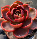 Red succulent plant with layered rosette leaves in 4-inch pot